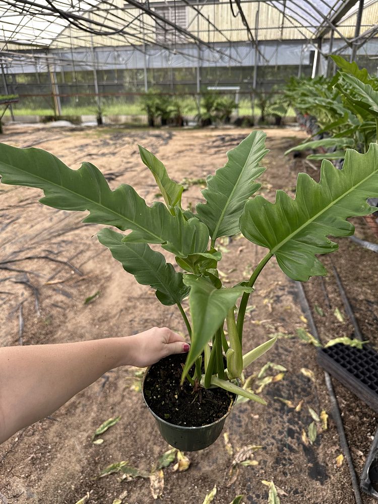 philodendron-jungle-boogie
