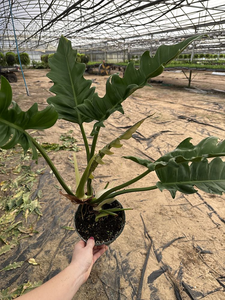 philodendron-jungle-boogie