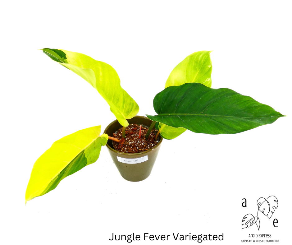 philodendron-jungle-fever-variegated