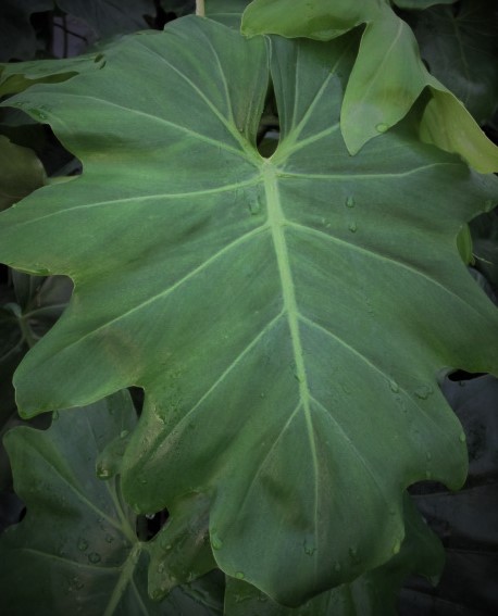 philodendron-lacerum