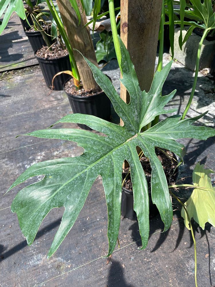 philodendron-lacerum