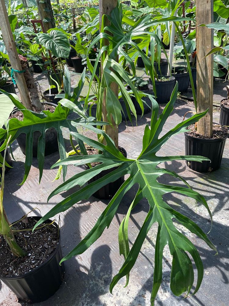 philodendron-lacerum