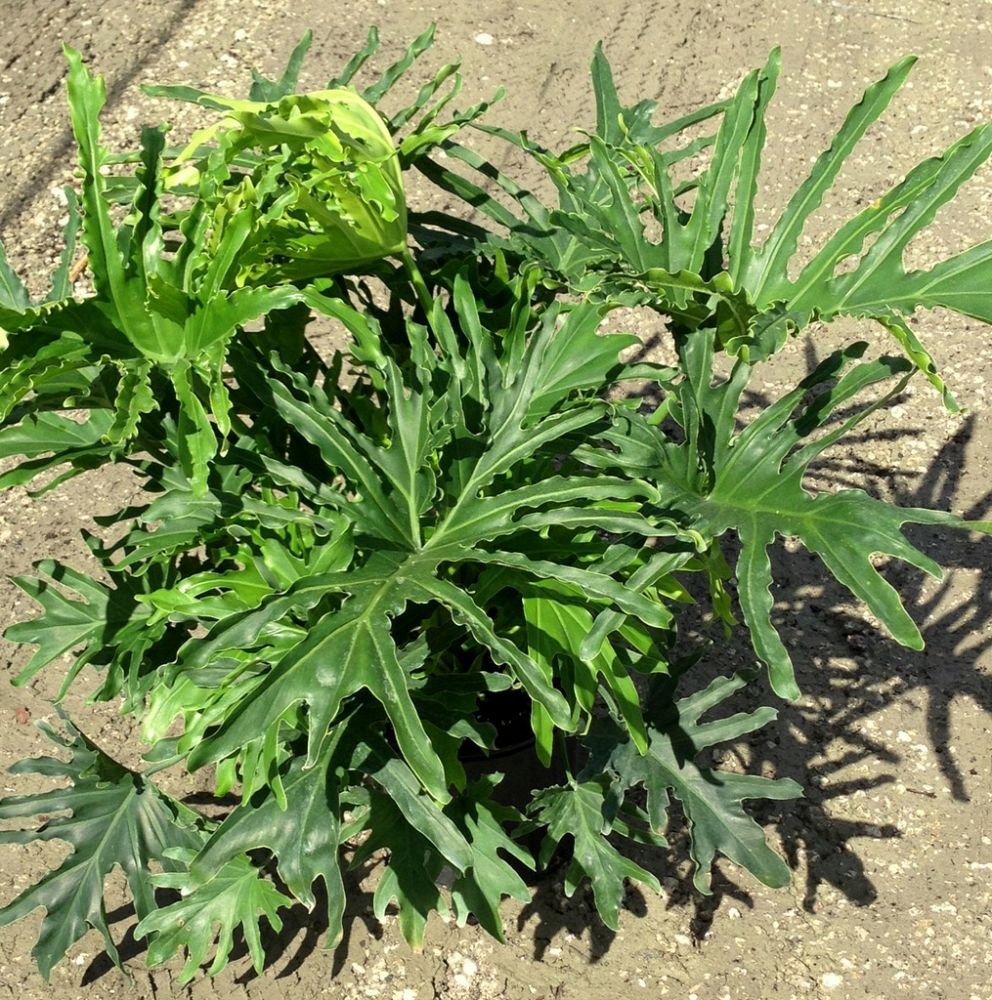 Oglesby Plants International