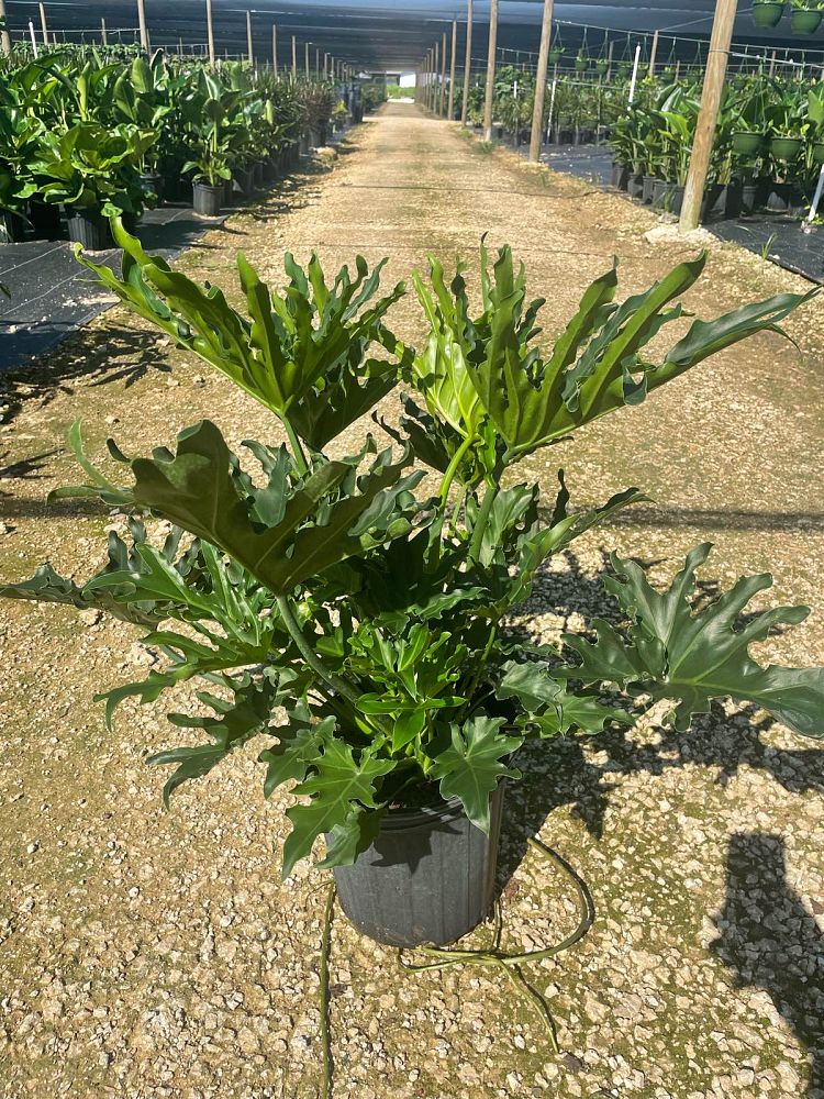 philodendron-lickety-split