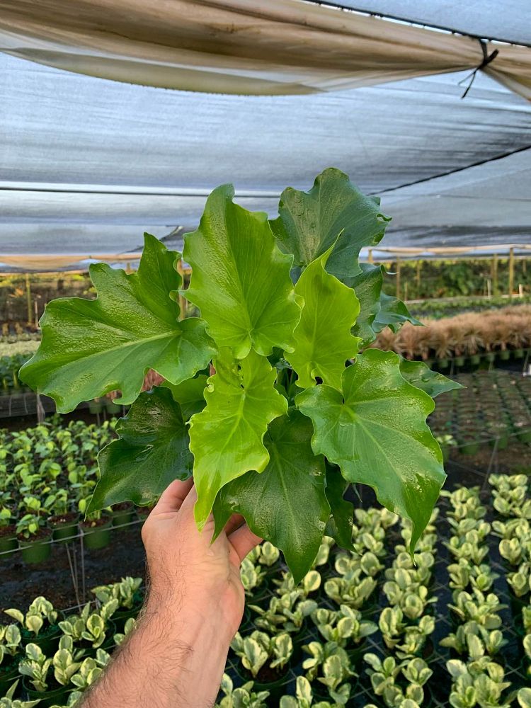 philodendron-lickety-split