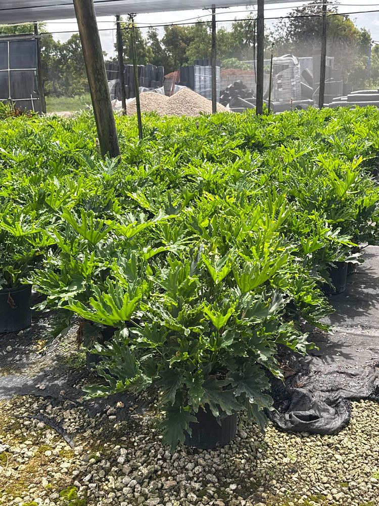 philodendron-lickety-split
