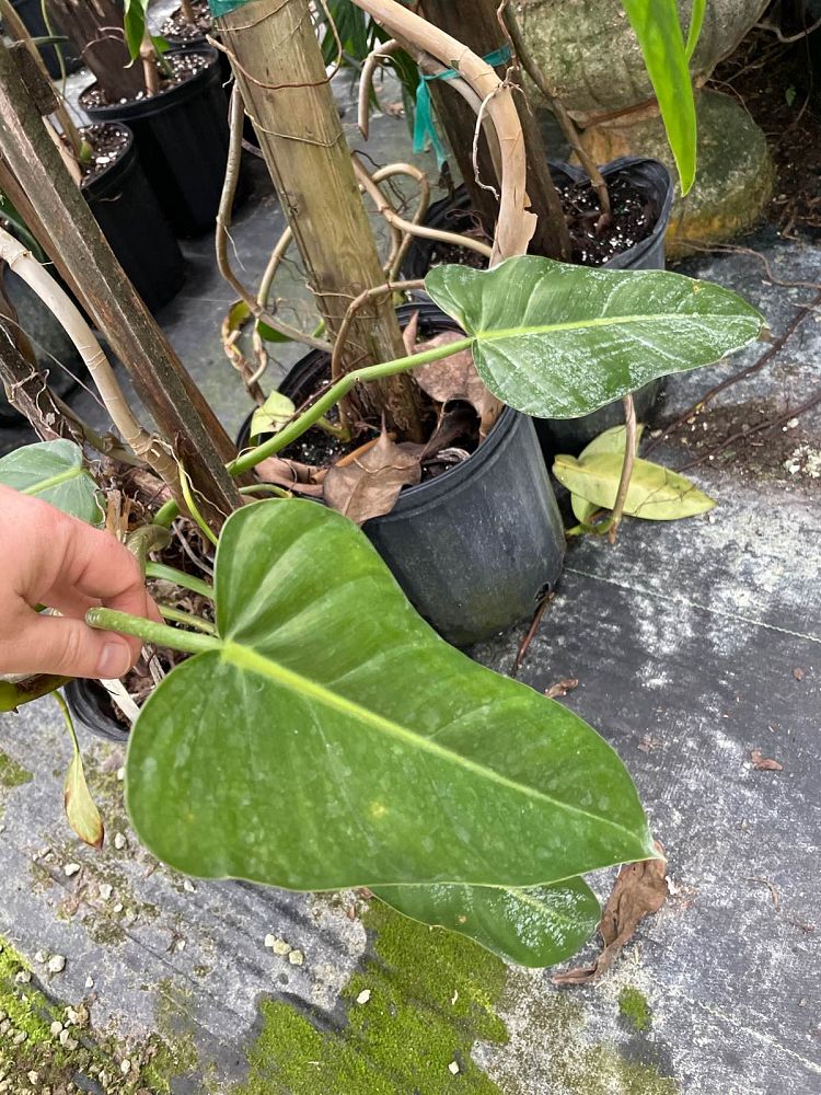 philodendron-lingulatum-treelover