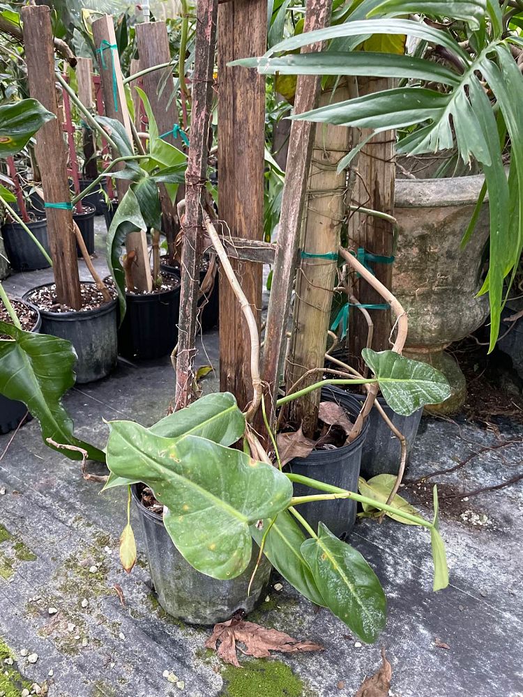 philodendron-lingulatum-treelover