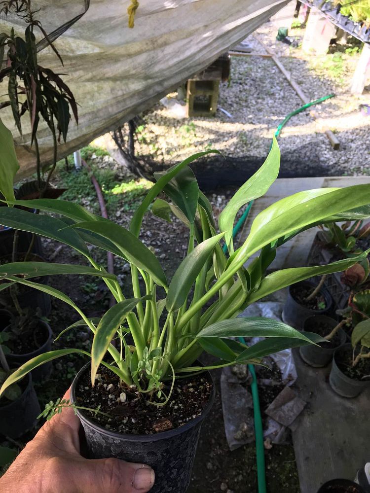 philodendron-little-phil-philodendron-phil01
