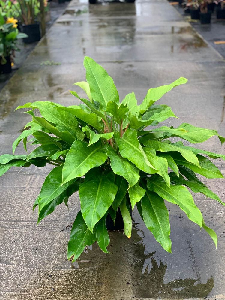 philodendron-little-phil-philodendron-phil01