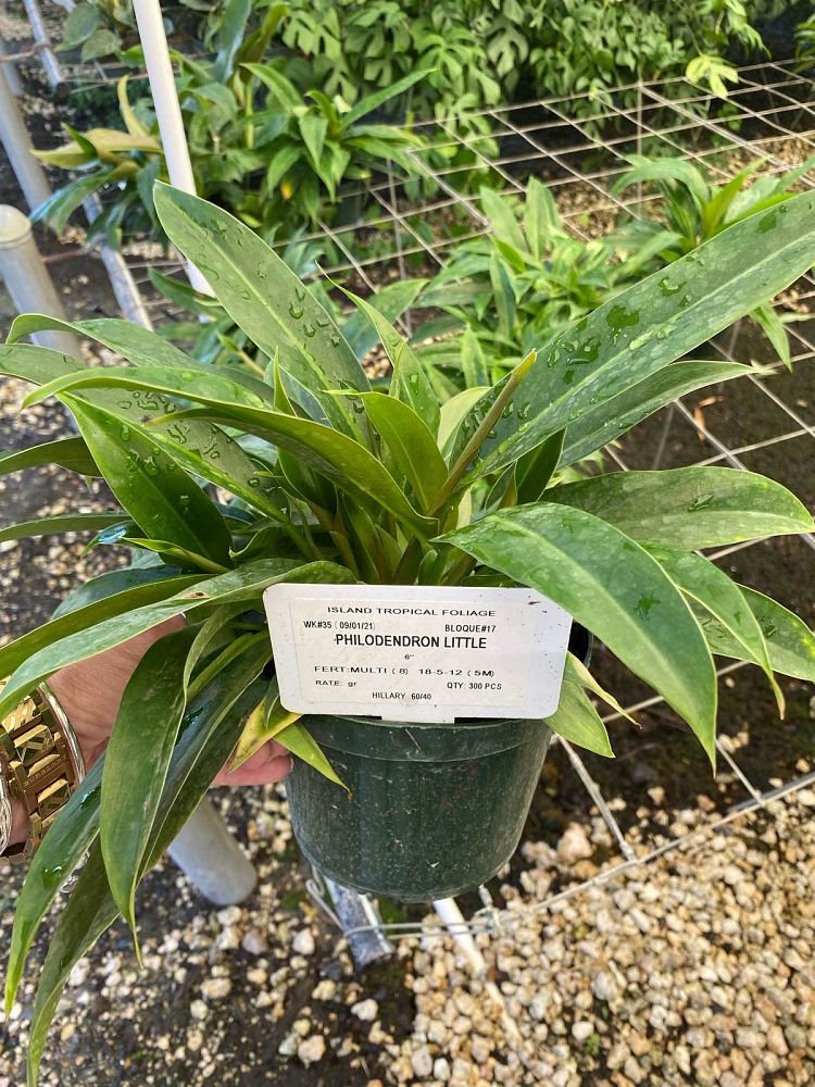 philodendron-little-phil-philodendron-phil01
