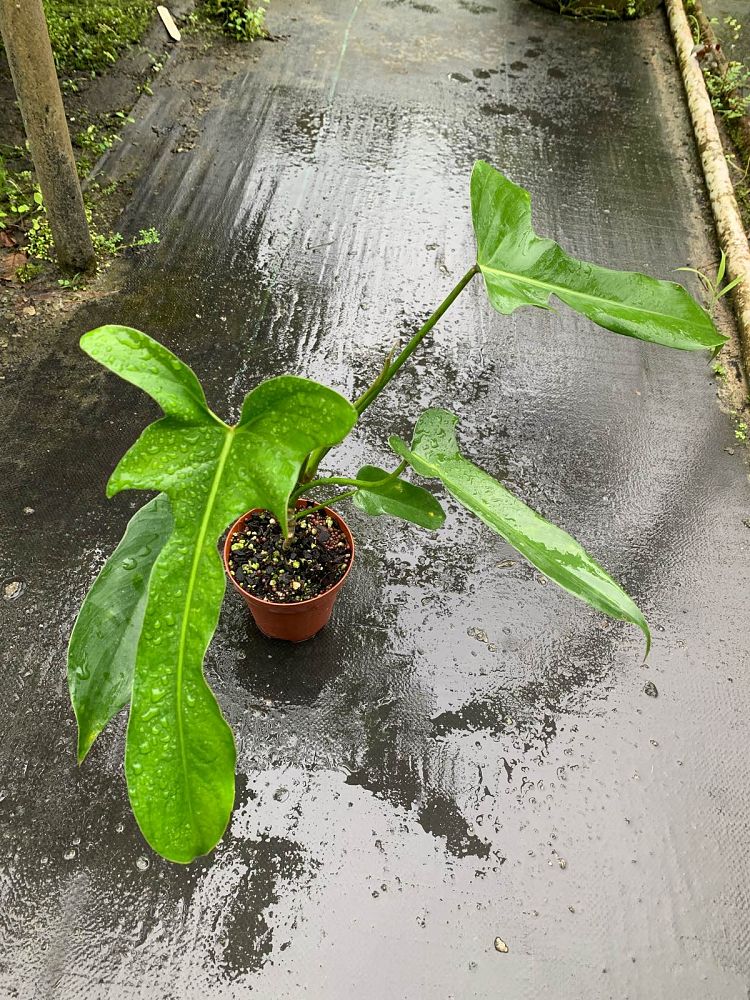 philodendron-longilobatum
