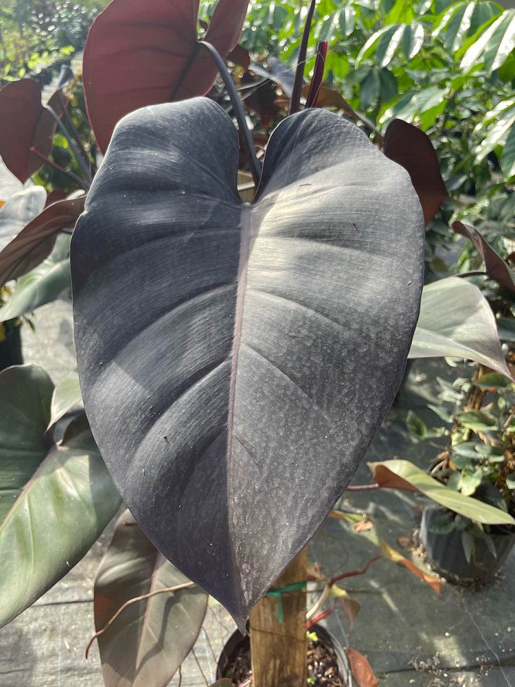 philodendron-majesty