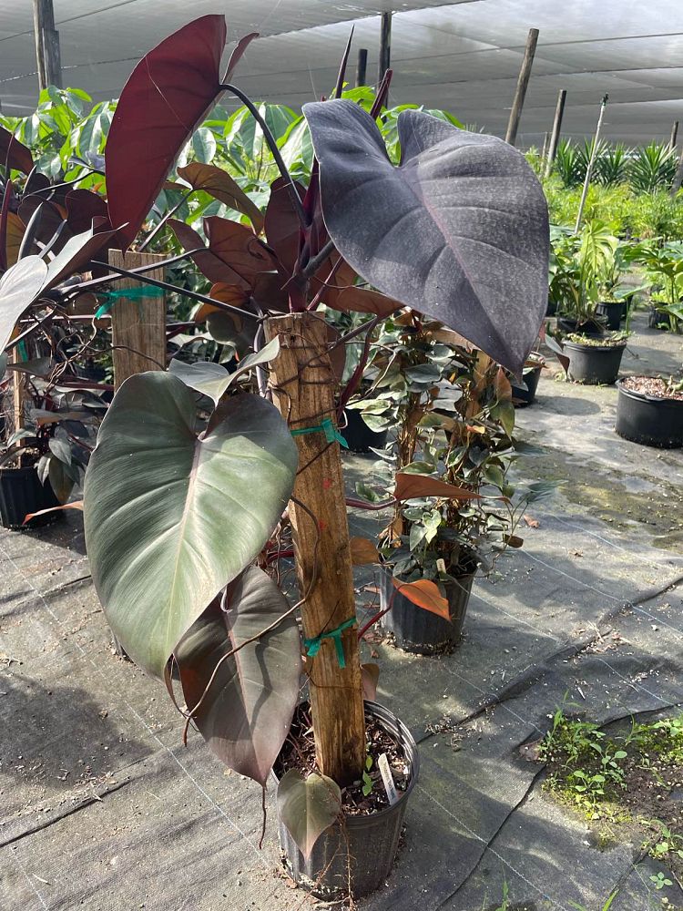 philodendron-majesty