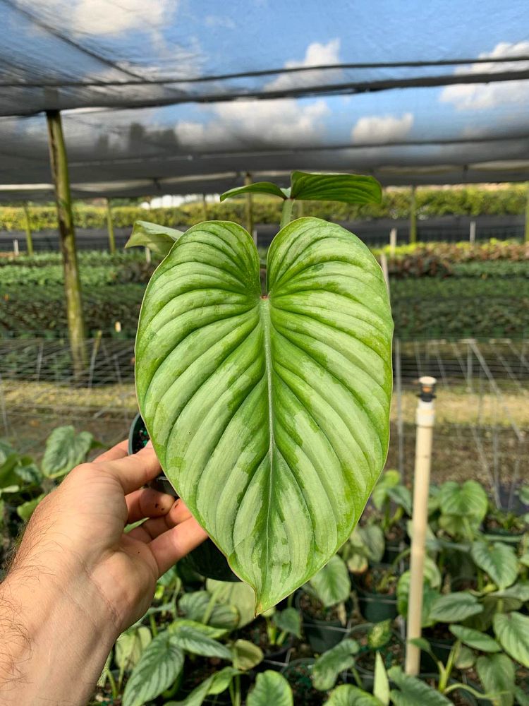 philodendron-mamei