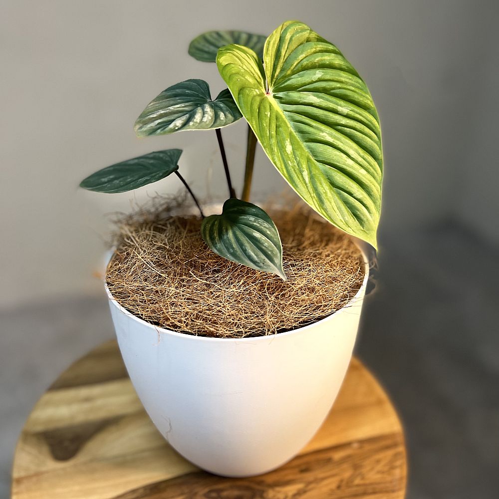 philodendron-mamei