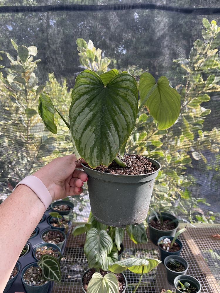 philodendron-mamei