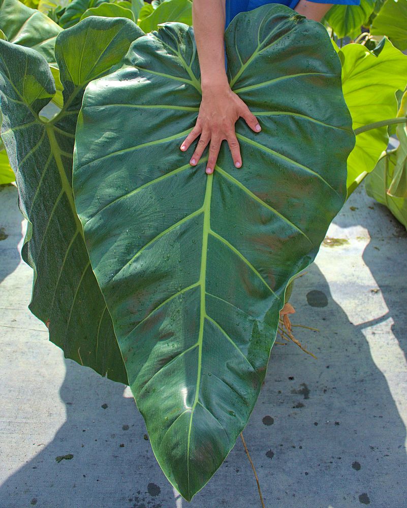philodendron-maxima