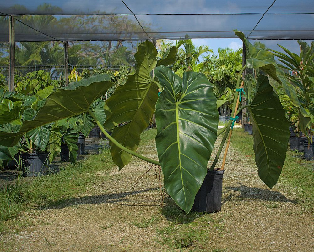 philodendron-maximum