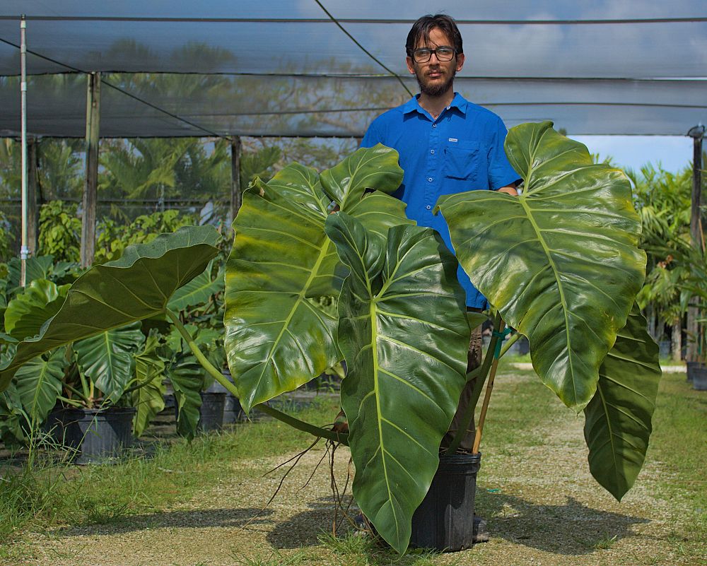 philodendron-maximum