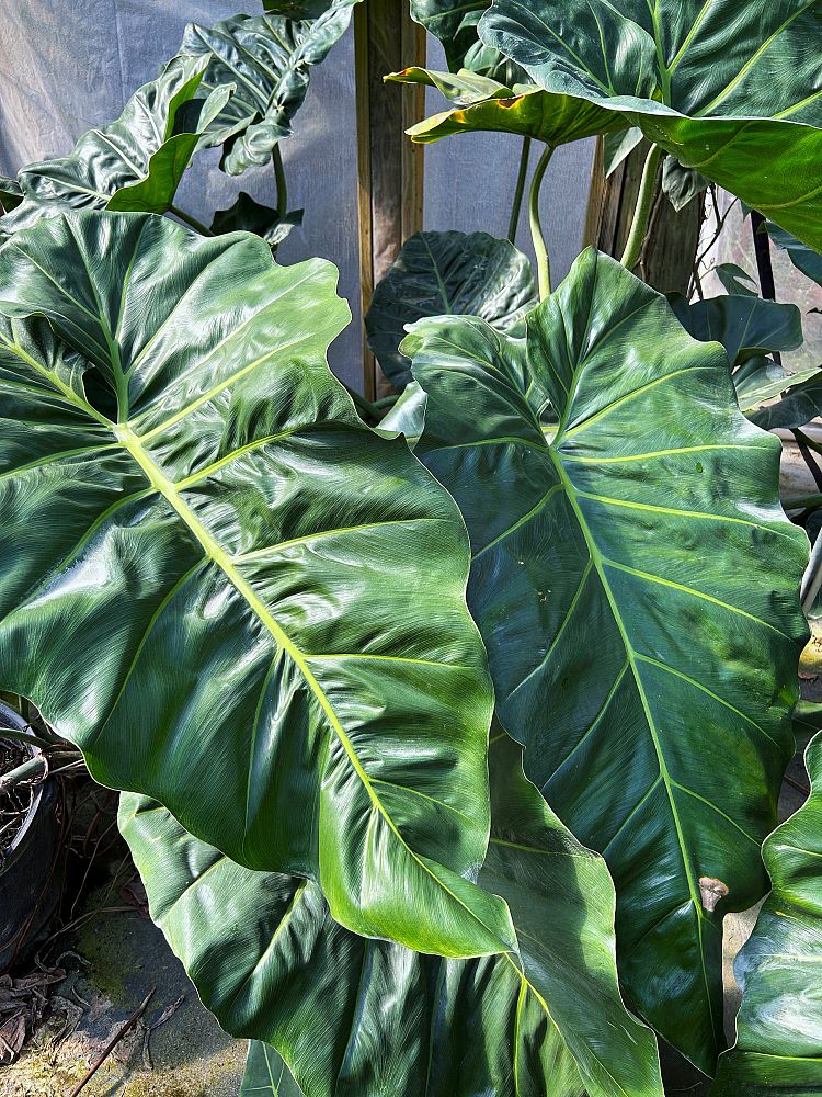 philodendron-maximum