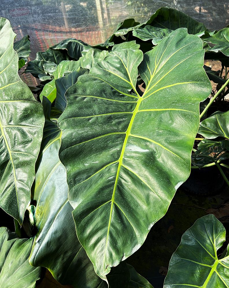 philodendron-maximum