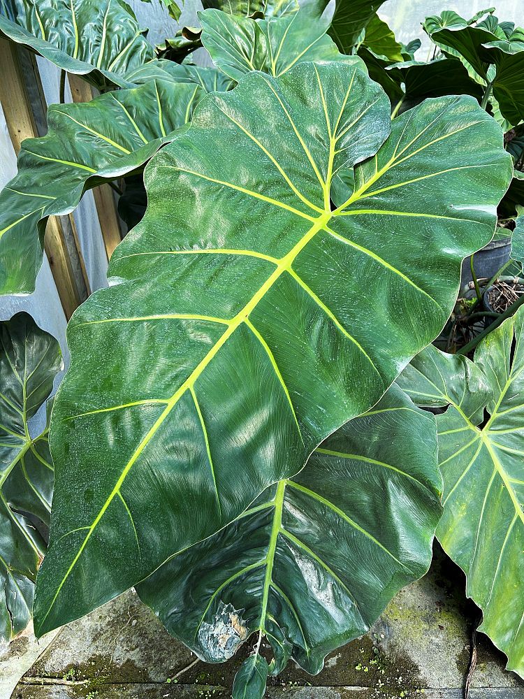 philodendron-maximum