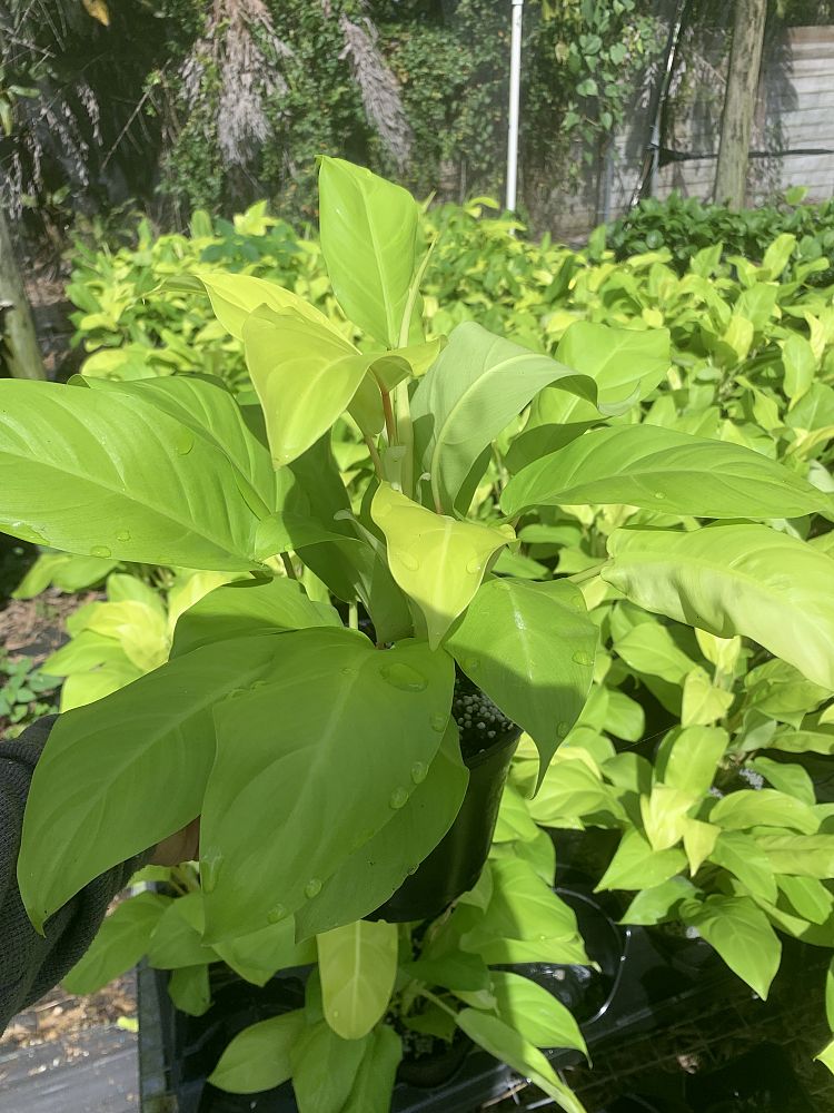 philodendron-maylay-gold
