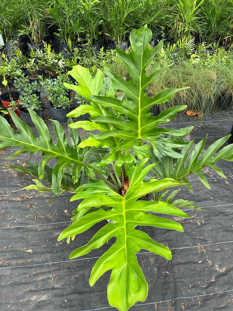 philodendron-mayoi