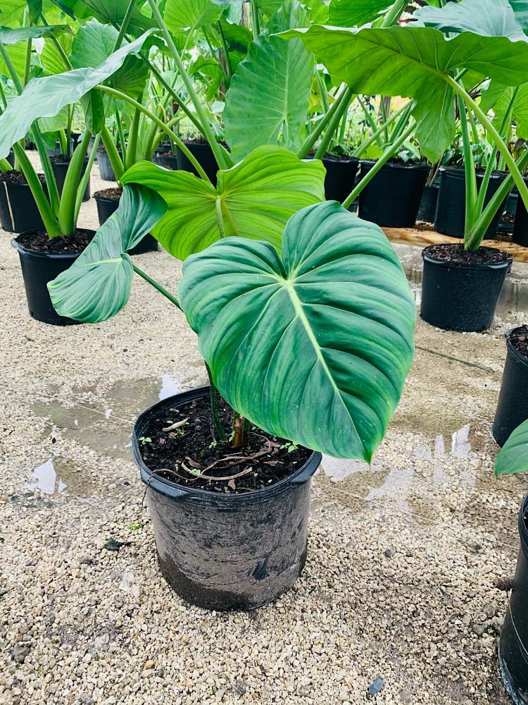 philodendron-mcdowell