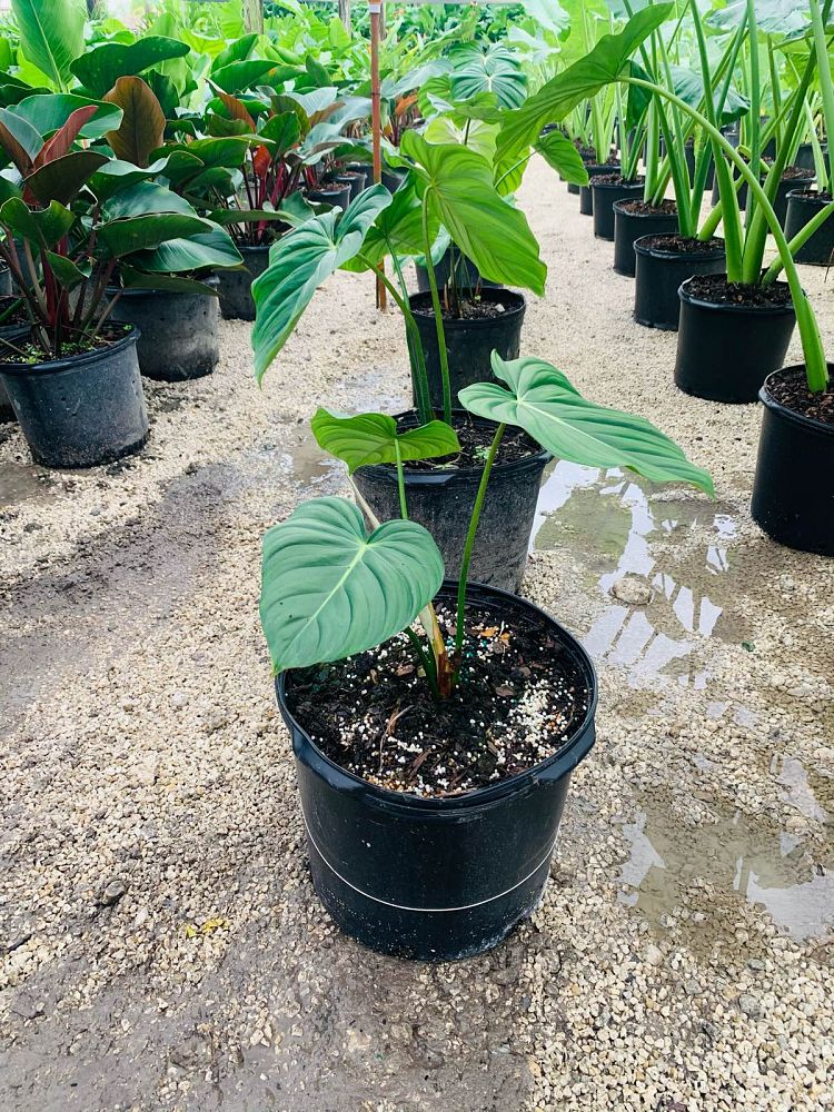philodendron-mcdowell