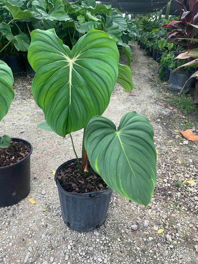 philodendron-mcdowell