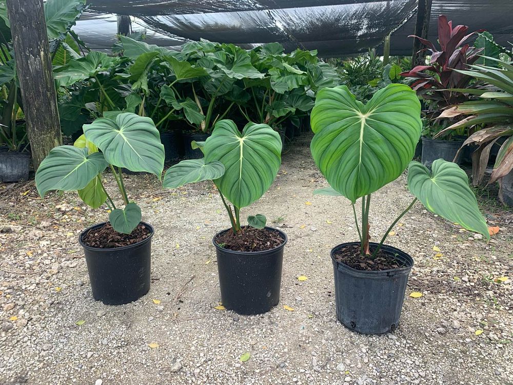 philodendron-mcdowell
