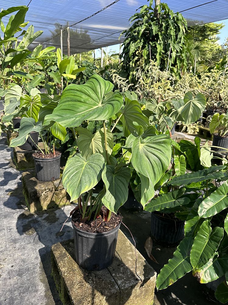 philodendron-mcdowell