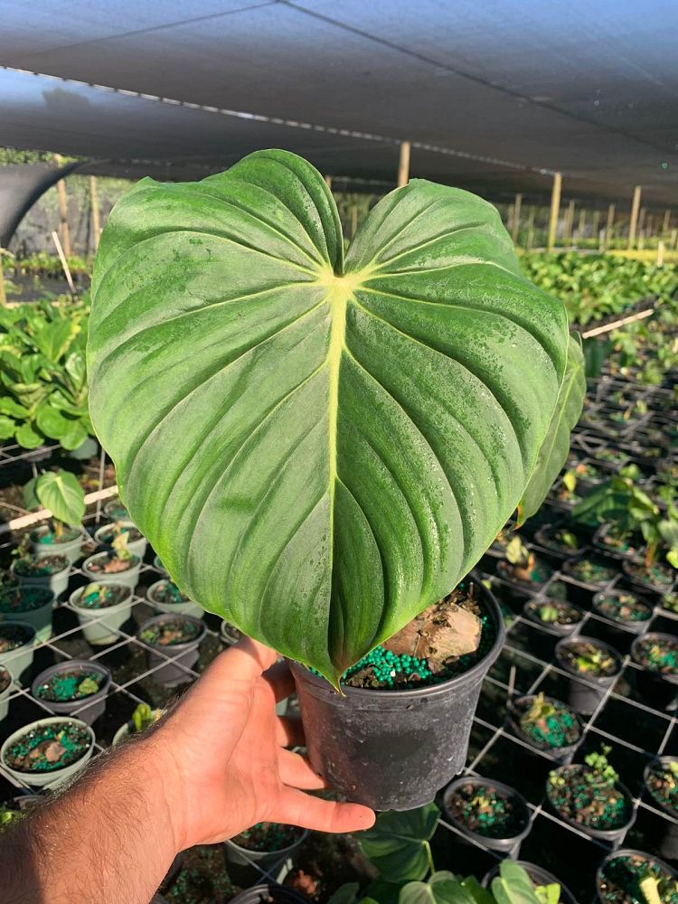 philodendron-mcdowell