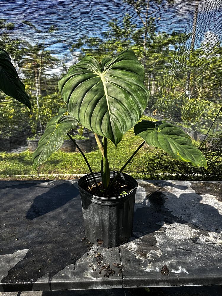 philodendron-mcdowell