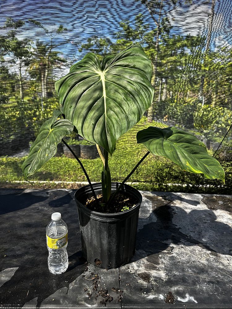philodendron-mcdowell