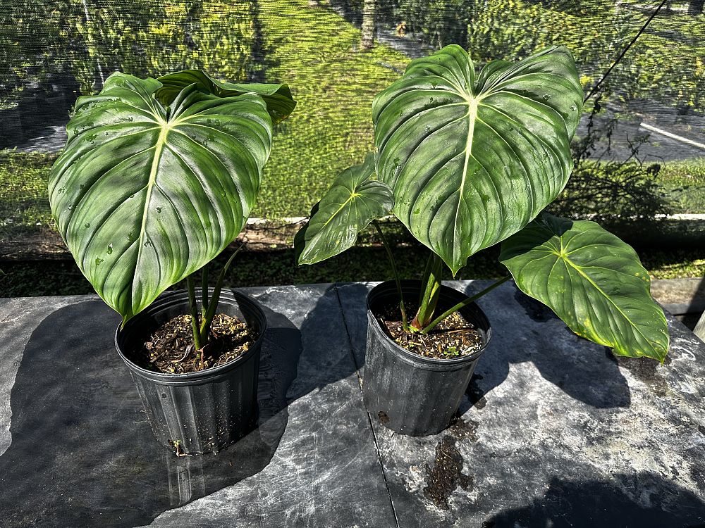 philodendron-mcdowell