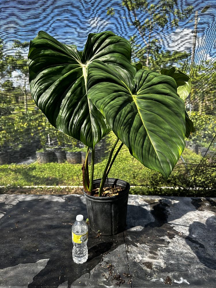 philodendron-mcdowell