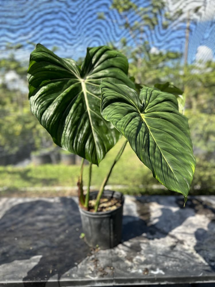 philodendron-mcdowell