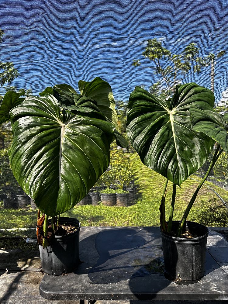 philodendron-mcdowell