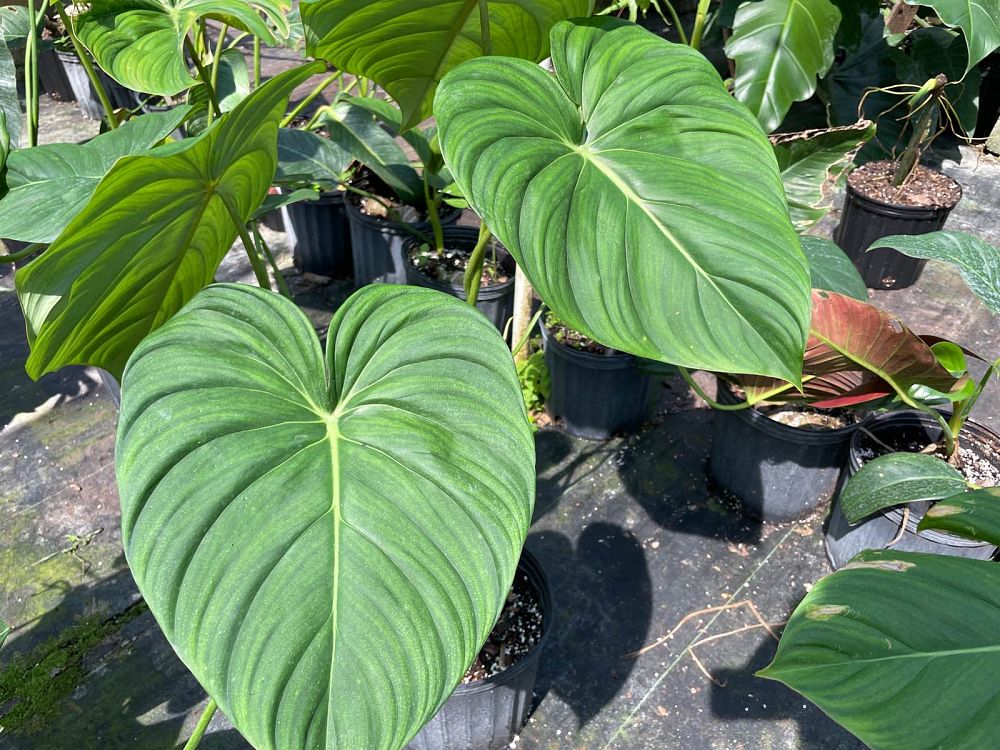 philodendron-mcdowell