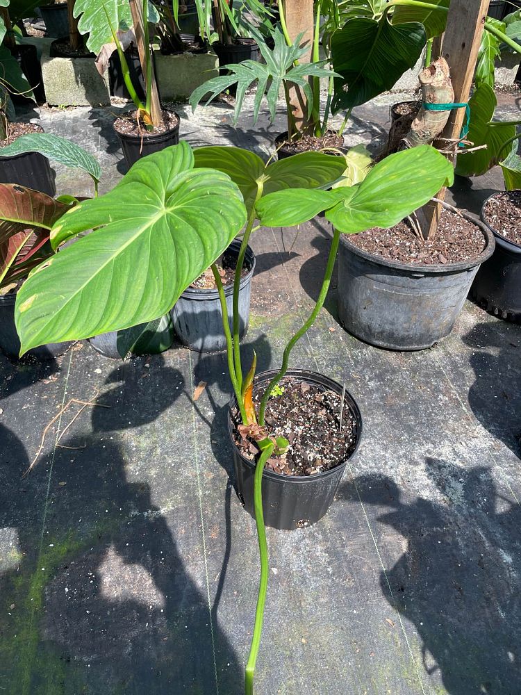 philodendron-mcdowell