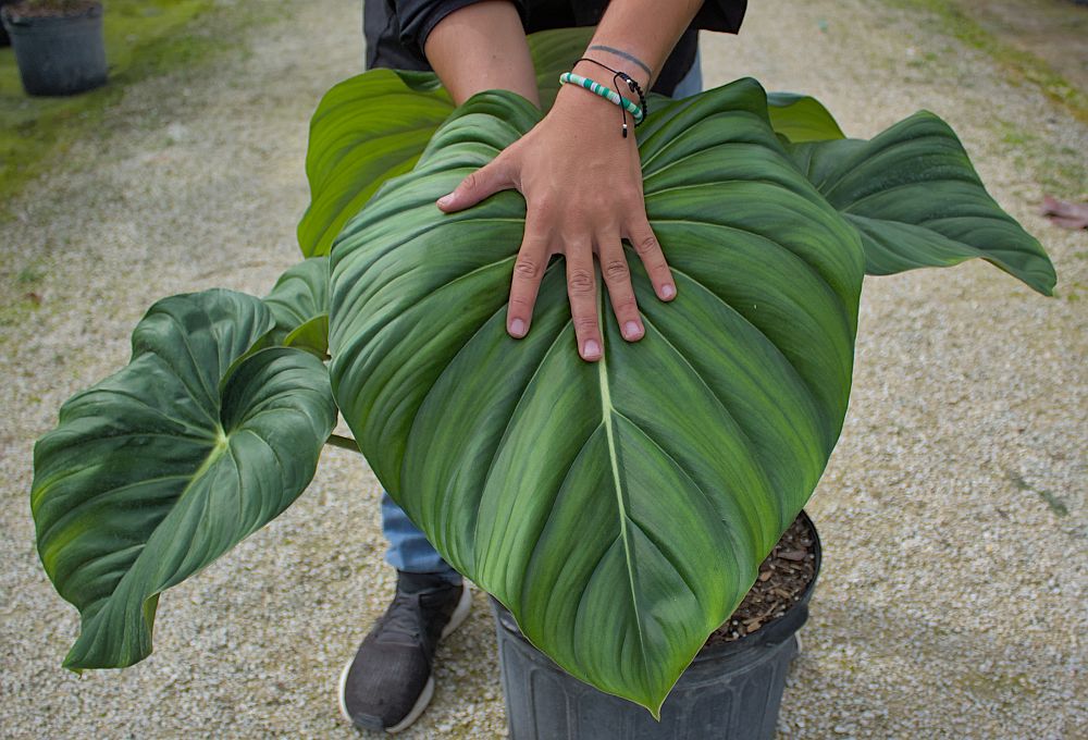 philodendron-mcdowell