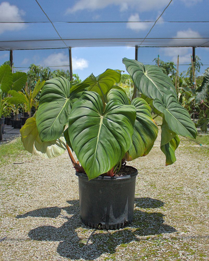 philodendron-mcdowell