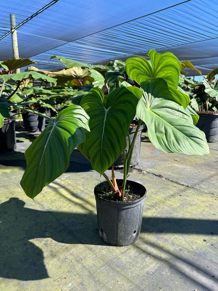 philodendron-mcdowell