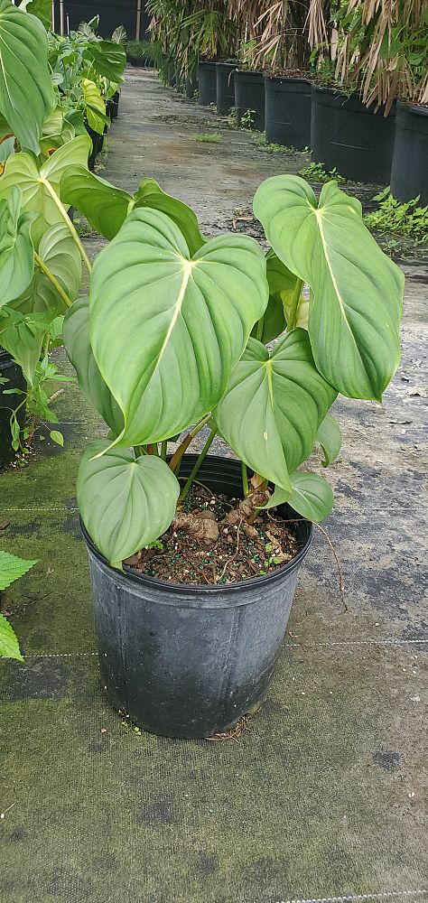 philodendron-mcdowell