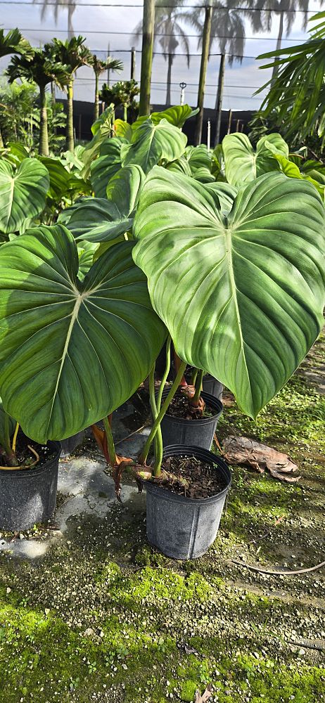 philodendron-mcdowell