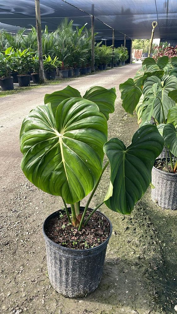 philodendron-mcdowell
