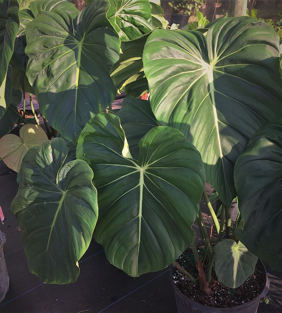 philodendron-mcdowell